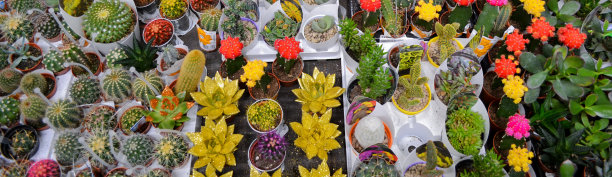 横幅上画着大量多汁的仙人掌，用金色和红色画在花盆里。在一家花店出售图片下载