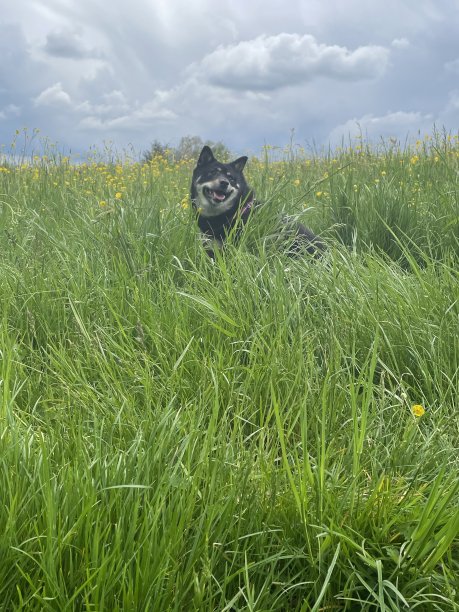 一只日本柴犬坐在绿色的草地上图片下载
