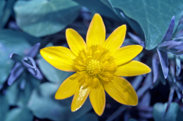 黄色的野花图片下载