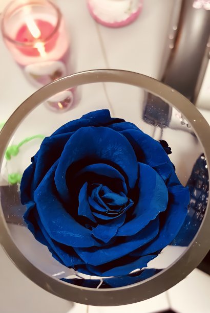 蓝色玫瑰图片下载