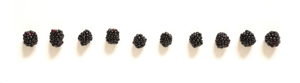 白色孤立背景上的黑莓，超大横幅图片下载