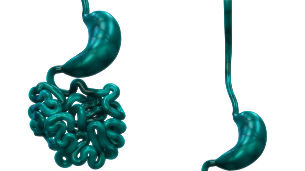 人体消化系统胃与小肠解剖图片下载