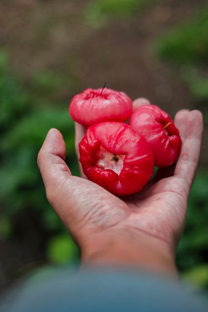 新鲜成熟的红玫瑰苹果挂在手上。也被称为jambu air Merah (Syzygium aquum)， jambu Semarang (Syzygium samarangense)， jambu Bol或马来苹果(Syzygium malaccense)。亚洲，印度尼西亚，泰国，苹果，热带水果库存照片。图片下载