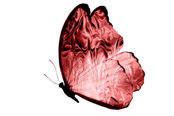 红色蝴蝶孤立在白色背景上。热带蛾。设计的昆虫。水彩颜料图片下载