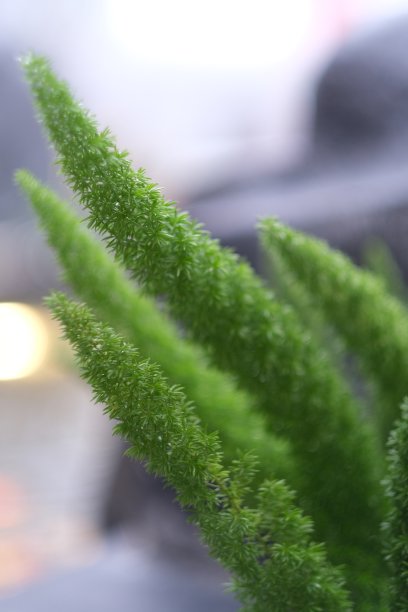 盛开的冷杉树。近距离观察青松图片下载