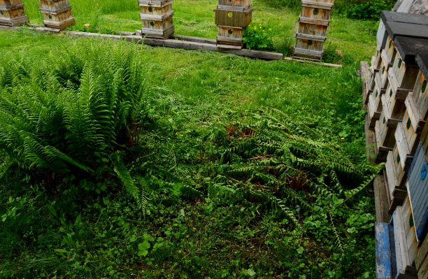 木制蜂箱的近距离飞行的蜜蜂与蜂蜜的入口。它们都在洞处形成堵塞。一排排的大蜂箱预示着从花朵中采集到的香甜花蜜将大丰收图片下载