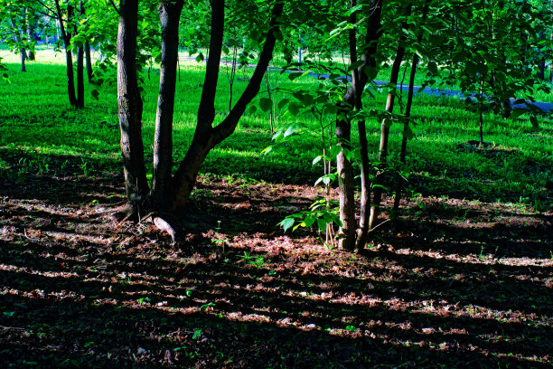 明亮的阳光在树林中图片下载