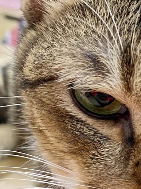 猫的眼睛图片下载