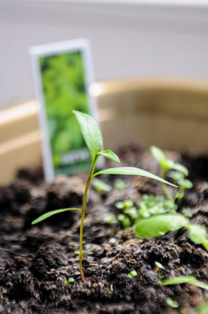 在花盆中种植薄荷幼苗图片下载