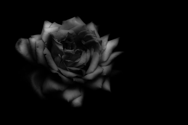 玫瑰(单色)图片下载