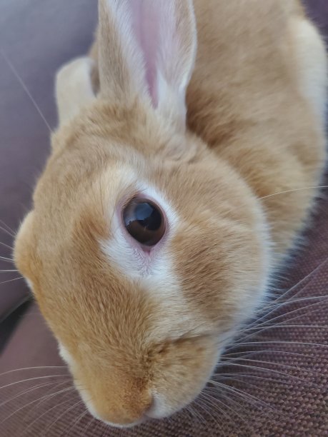 我的兔子特写图片下载