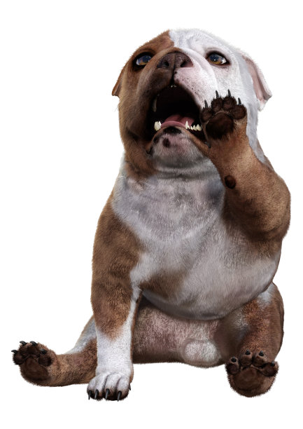3D插图英国斗牛犬在白色图片下载