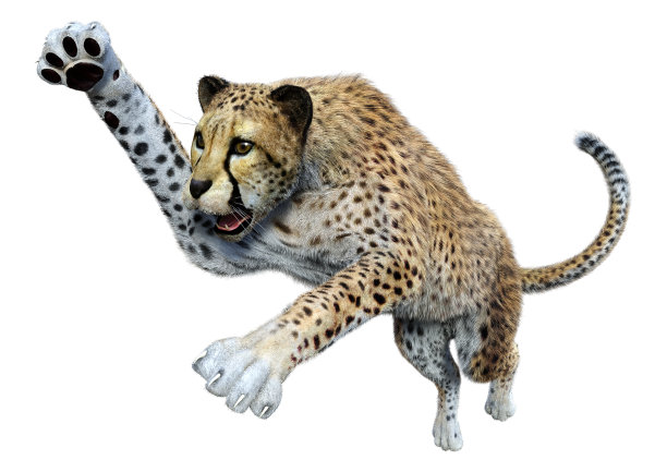 3D插图大猫猎豹在白色图片下载