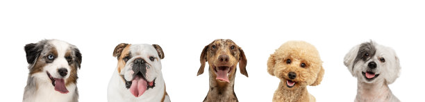艺术拼贴画，不同品种的搞笑狗孤立在白色工作室背景。图片下载