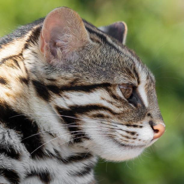 近距离亚洲豹猫图片下载