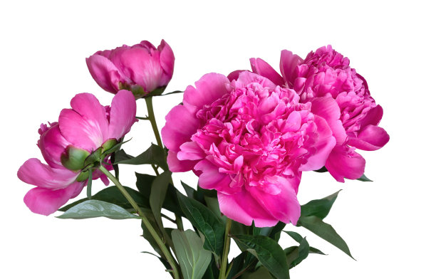 浅背景上的粉红色牡丹花图片下载