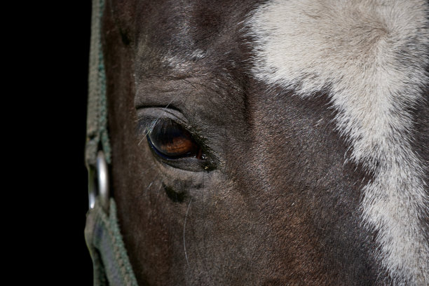 半脸肖像的棕色马头孤立在一个黑色的背景。图片下载