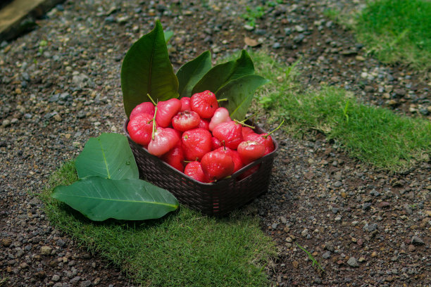 新鲜采摘的玫瑰苹果放在篮子里出售。也被称为jambu air Merah (Syzygium aquum)， jambu Semarang (Syzygium samarangense)， jambu Bol或马来苹果(Syzygium malaccense)。亚洲，印度尼西亚，苹果，热带水果库存照片。图片下载