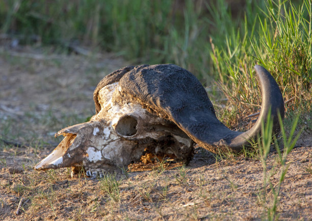 野牛头骨图片下载