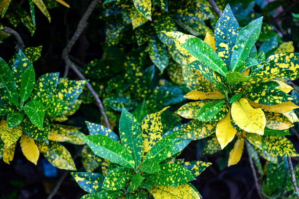 日本常绿山茱萸桂花植物的美丽常绿斑点叶子的摄影素材，也称为金粉植物图片下载