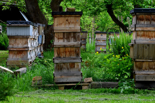 木制蜂箱的近距离飞行的蜜蜂与蜂蜜的入口。它们都在洞处形成堵塞。一排排的大蜂箱预示着从花朵中采集到的香甜花蜜将大丰收图片下载
