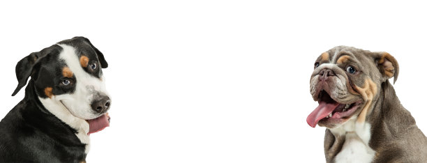 艺术拼贴画，不同品种的搞笑狗孤立在白色工作室背景。图片下载