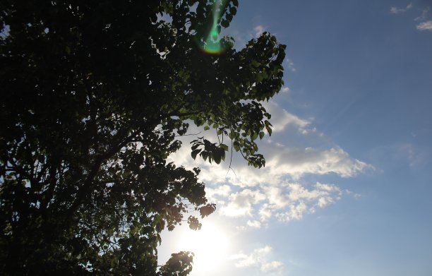 树叶与场景剪影库存照片图片下载