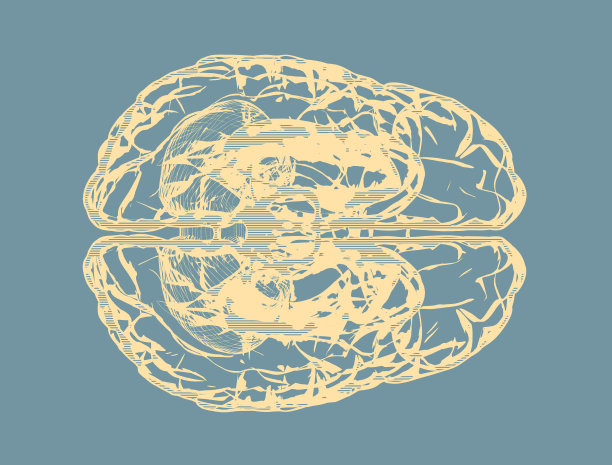 人脑-俯视图图片下载