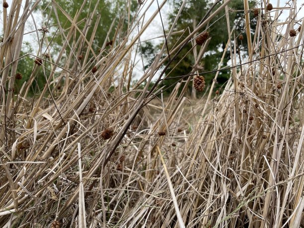 大米碎秸。图片下载