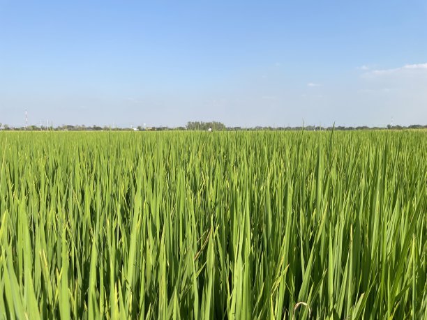 一片温暖我心的稻田。图片下载