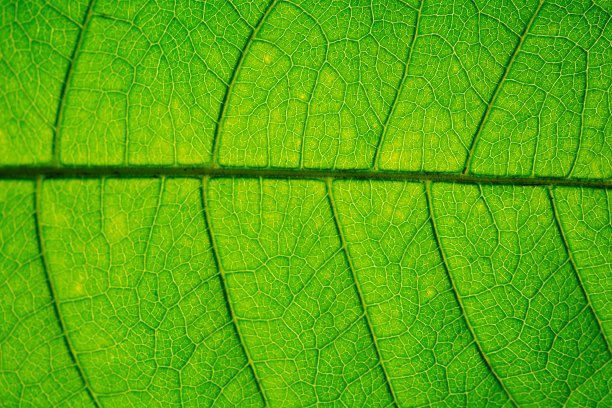 抽象绿叶在自然界中的概念图片下载