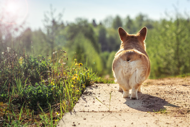 微笑的彭布罗克威尔士柯基小狗可爱的战利品图片下载