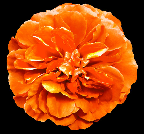 橙色玫瑰花在黑色孤立的背景。特写镜头。为设计。大自然。图片下载