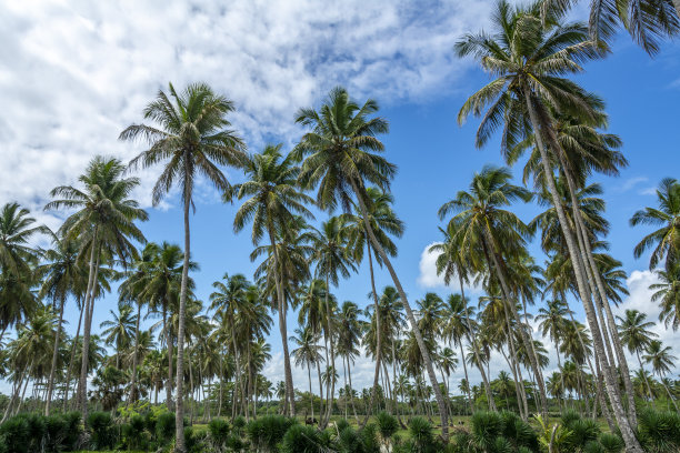 椰子棕榈树图片下载
