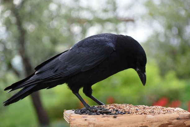 一只乌鸦图片下载
