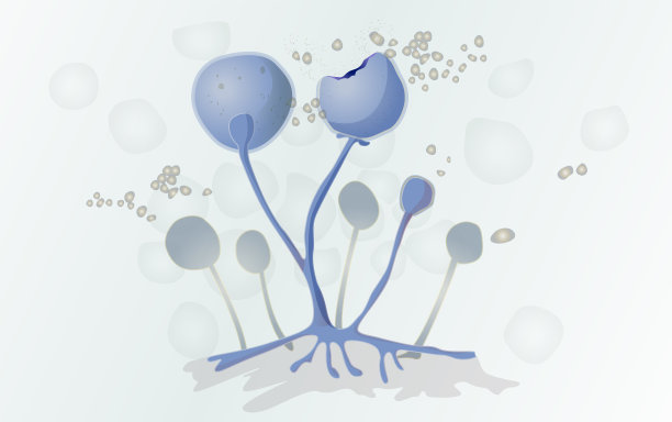 毛霉真菌孢子-插图图片下载