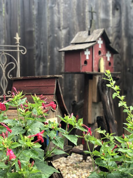 禽舍美图片下载