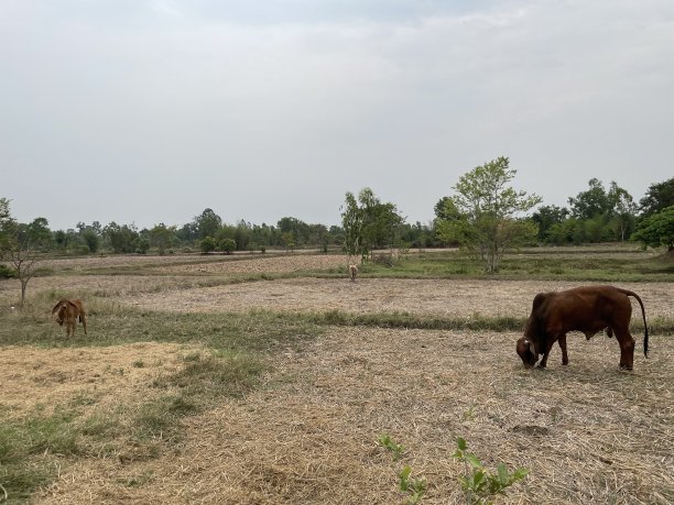 农场里的牛正在找草。图片下载
