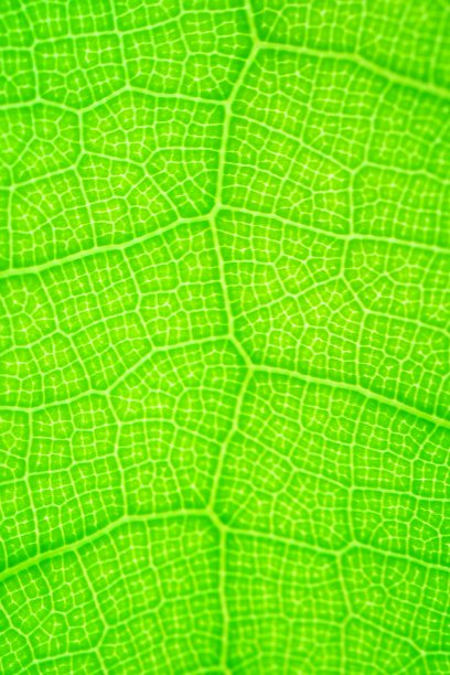 美丽的绿叶在大自然的概念图片下载