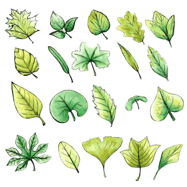 水彩风格手绘矢量孤立的植物叶子。水彩叶集。白色背景上的绿叶。植物区系树的树枝落有机植物学的叶子。图片下载