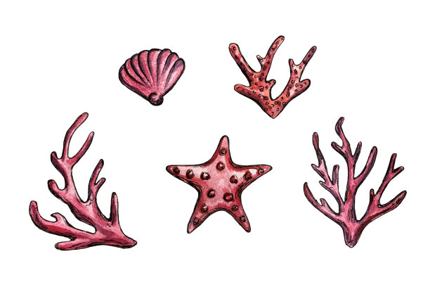手绘水彩珊瑚，海星和海贝插图图片下载