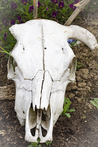 我花园里的牛头骨图片下载