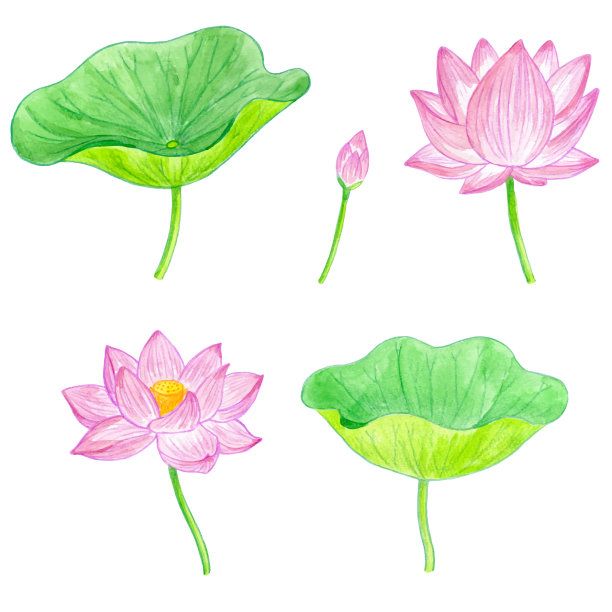 水彩荷花和叶集素材图片
