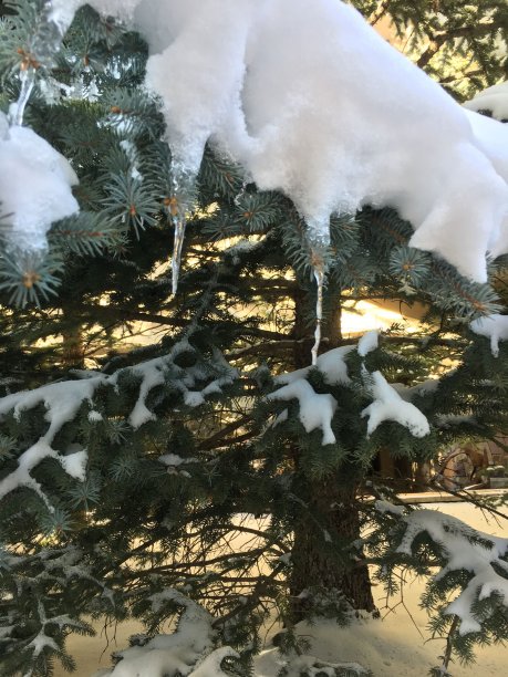 松树上的雪和冰柱图片下载