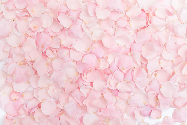 背景精致的粉红色玫瑰花瓣特写图片下载