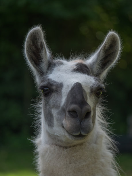 黑白相间的肖像羊驼图片下载