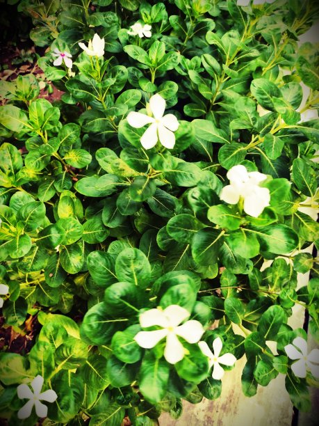 小长春花图片下载