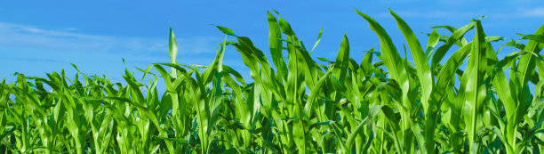 绿色的玉米地和蓝天全景旗帜图片下载