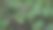 微型紫色花朵图片下载