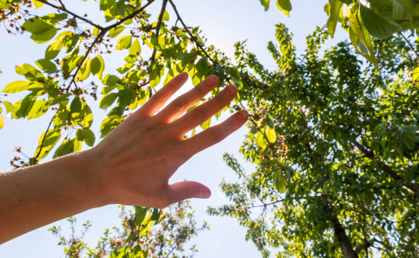 无脸图片，人的手覆盖阳光，阳光透过手，人的手覆盖太阳的形象，明亮的阳光，孤立在公园或森林背景。自然的概念。图片下载